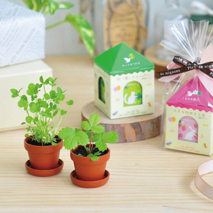 楽天市場】聖新陶芸 プチグリーン 四つ葉のクローバー ガーデニング 景品 植物 プレゼント 栽培セット ギフト プチプラ グリーン : ウィッグの専門店ウィッグランド 楽天市場】聖新陶芸 プチグリーン 四つ葉のクローバー ガーデニング 景品 植物 プレゼント 栽培セット ギフト プチプラ グリーン : ウィッグの専門店ウィッグランド