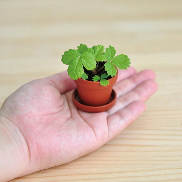 222円 買収 聖新陶芸 エコット M ミニトマト 植物 グリーン 栽培セット ガーデニング プチプラ