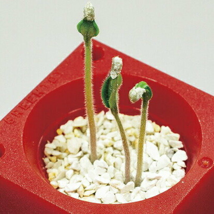 楽天市場】GREEN TOY グリーントイ かわいいサボテン ペットボトルで育てる栽培セット 景品 栽培セット 聖新陶芸 観葉植物 プチ菜園 インテリア雑貨 ガーデニング ギフト プレゼント : ウィッグの専門店ウィッグランド 楽天市場】GREEN TOY グリーントイ かわいいサボテン ペットボトルで育てる栽培セット 景品 栽培セット 聖新陶芸 観葉植物 プチ菜園 インテリア雑貨 ガーデニング ギフト プレゼント : ウィッグの専門店ウィッグランド