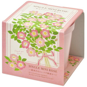 聖新陶芸 美濃焼 サンクスガーデン ミニバラ GD-100902 景品 プレゼント インスタ映え 栽培セットギフト