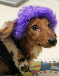 yWigs2youzybgpEBbO//P-017/V[g/J[//t@L[/IWi/lCi/Beɂ//L//RXv/ybgObY/LpyyVBOXΏۏiz