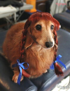 仮装 かつら 犬用ペット服の人気商品 通販 価格比較 価格 Com