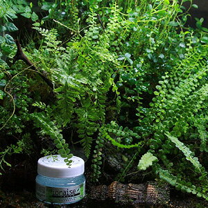 CICYyioraisezeEWFy100gz ybg R L RECX Jr΍ CI Q[W ybg