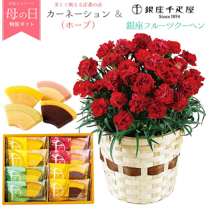 楽天市場 送料無料 カーネーション ホープ 銀座千疋屋 銀座フルーツクーヘン お花の鉢植えとスイーツのセット 母の日ギフト 母の日のプレゼント 人気 おやつ お菓子 デザート いちご レモン はちみつ メロン バナナ チョコ ケーキ せんびきや 花の種入り