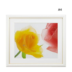 y󔭒iztHgt[ A4 A[gt[zCg tWJ[ FUJICOLOR