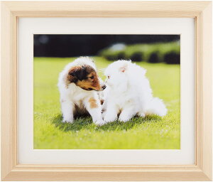 ؐz M12 AN 6 ؒn FUJICOLOR tWJ[ 󔭒i