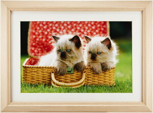 ؐz M12 AN Ch6 ؒn FUJICOLOR tWJ[ 󔭒i