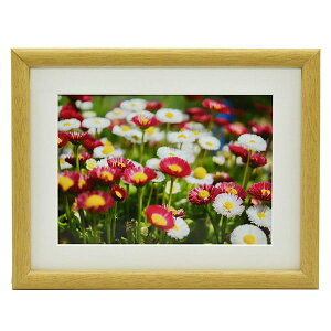 y󔭒iztWJ[ FUJICOLOR ؐz M20 ؒnF Lrl 2L