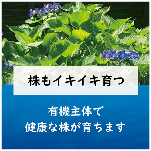 楽天市場 東商 肥料 青アジサイの肥料 500g ワイズライフ 楽天市場 東商 肥料 青アジサイの肥料 500g ワイズライフ
