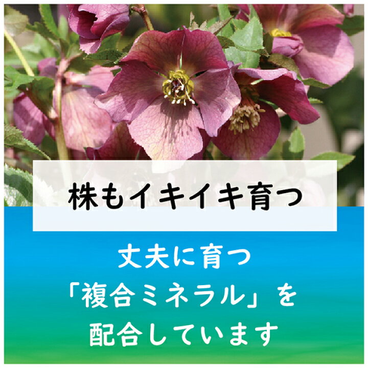 楽天市場 クリスマスローズ クレマチスの肥料 500g 東商 肥料 ワイズライフ