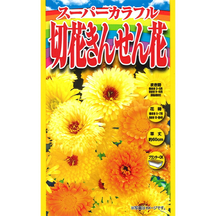 楽天市場 スーパーカラフル 切花きんせん花 アタリヤ農園 花種 M ワイズライフ