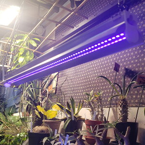 LED UV LIGHT15 A琬 OCg UVCg