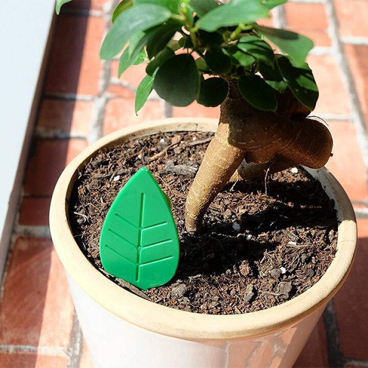 楽天市場 Botanice 土からわいたコバエ退治 粘着剤タイプ 4個入 アース製薬 アースガーデン 土に挿すだけたくさん捕獲 殺虫剤 M3 ワイズライフ