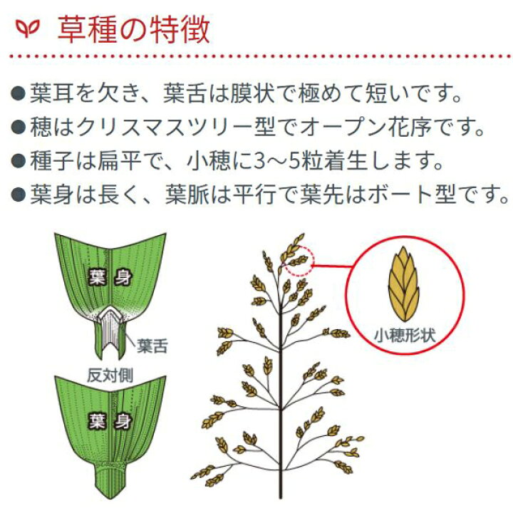 市場 3種混合 高級芝生の種 カネコ種苗 kg
