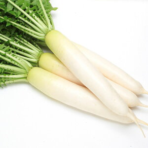 大容量 営利種 カネコ交配 豊秋(とよあき) ダイコン 8000粒 カネコ種苗 野菜 種 野菜 種子 大根 野菜 種子 大根 種 だいこん 種 大根の種 野菜種 野菜の種