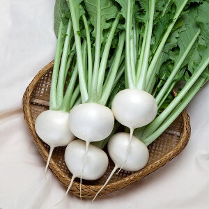 大容量 営利種 カネコ交配 ゆきわらし カブ ペレット5000粒 カネコ種苗 野菜 種 野菜 種子 かぶ 種子 かぶ種 カブの種子 カブの種 野菜種 野菜の種 野菜 カブ 種