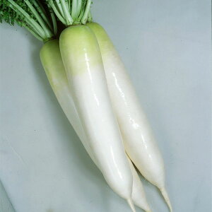 e c JlRz YRH(Ȃ) _CR 2dl JlRc   卪  q   卪̎ ؎ ؂̎  _CR 