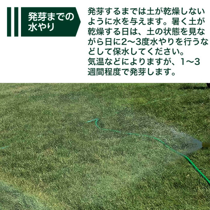 楽天市場 西洋芝のタネ J ガーデングラス 800ml 約4 5坪 カネコ種苗 日本の気候に適したハイブレンド西洋芝 ジェーガーデン 芝生の種子 送料無料 M1 ワイズライフ