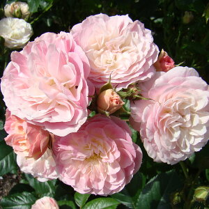 \̔ 25N11{oח\ oc 2N劔c u[PptF J_ Y[Y  4 ԕc oc Ԃ̕c KN c ΂ c  c o c