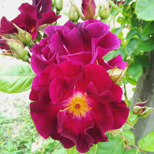 \̔ 25N11{oח\ oc 2N劔c iCgIE AJ[Y o 4 J_ ԕc oc Ԃ̕c KN c ΂ c 