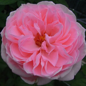 \̔ 25N11{oח\ oc 2N劔c GWFtOX J_ VCjO[Y  4 ԕc oc Ԃ̕c KN c ΂ c