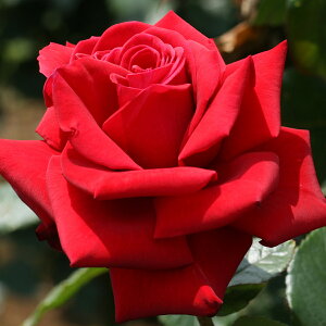 \̔ 25N11{oח\ oc 2N劔c ^CX J_  4 ԕc oc Ԃ̕c KN c ΂ c  c o c KN̕c KNc o