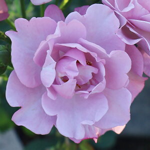 \̔ 25N11{oח\ oc 2Nc VCjO[Y GWF_X 4 J_ Shining Roses to_[Y ԕc oc Ԃ̕c