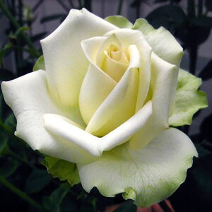 \̔ 25N11{oח\ oc vZX[T} 2Nc 4 J_ ցE Hybrid tea Roses ԕc oc Ԃ̕c KN c ΂ c