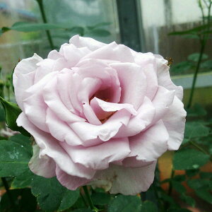 \̔ 25N11{oח\ oc AEEV (AV) 2Nc 4 J_  lG炫 VCjO[Y ԕc oc Ԃ̕c KN c ΂ c