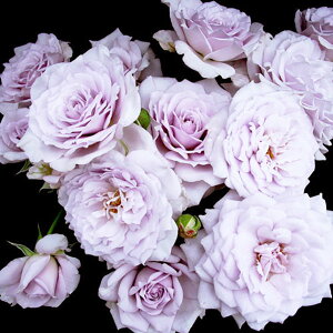 \̔ 25N11{oח\ oc m[uVC 2Nc 4 J_  VCjO[Y ԕc oc Ԃ̕c KN c ΂ c 