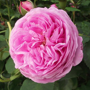 \̔ 25N11{oח\ oc 2Nc C[YIfBG 4 J_ I[h[Y ԕc oc Ԃ̕c KN c ΂ c  c o c