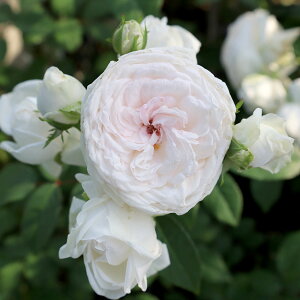 \̔ 25N11{oח\ oc 2N劔c ϘO tVEE I[h[Y 4 J_ ԕc oc Ԃ̕c KN c ΂ c  c o c