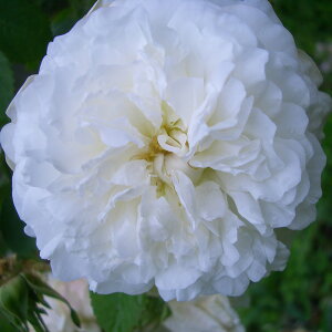 \̔ 25N11{oח\ ԕc }_veBG 2Nc 4 J_ Old Roses oc Ԃ̕c KN c ΂ c  c o c KN̕c