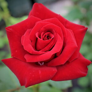 \̔ 25N11{oח\ oc 2Nc Vc}hi 4 J_ nCubgeB[[Y ԕc oc Ԃ̕c KN c ΂ c  c