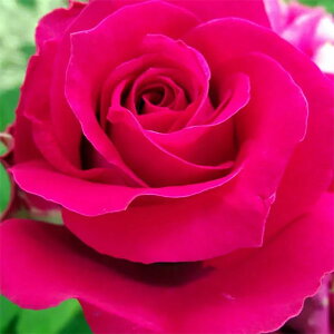 \̔ 25N11{oח\ oc GU 2Nc 4 J_  nCubheB[[Y lG炫 ԕc oc Ԃ̕c KN c ΂ c  c