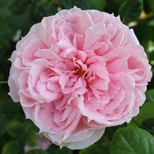 \̔ 25N11{oח\ oc 2Nc mX^WbN[Y VF[lCh 4 J_ nCubgeB[[Y ԕc oc Ԃ̕c