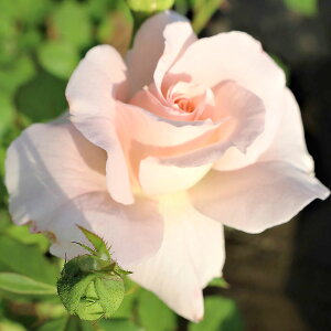 \̔ 25N11{oח\ oc 2N劔c Vg̗  J_oIWii 4 J_ ԕc oc Ԃ̕c KN c ΂ c  c