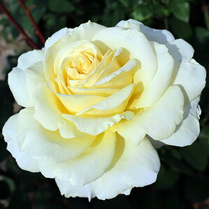 予約販売 25年11月中旬出荷予定 バラ苗 イエロークイーンエリザベス 2年大苗 4号鉢 水谷農園 大輪 四季咲き 初心者向け 花苗 バラ苗 花の苗 薔薇 苗 ばら 苗