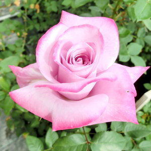 \̔ 25N11{oח\ oc 2N劔c p_CX AJ[Y  4 J_ ԕc oc Ԃ̕c KN c ΂ c  c o c