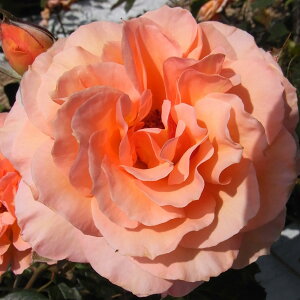 \̔ 25N11{oח\ oc 2N劔c xxf[  mX^WbN 4 J_ ԕc oc Ԃ̕c KN c ΂ c  c o c