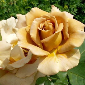 予約販売 25年11月中旬出荷予定 バラ苗 2年大株苗 ハニーディジョン アメリカンローズ 大輪 4号鉢 水谷農園 花苗 バラ苗 花の苗 薔薇 苗 ばら 苗 花 苗 バラ 苗