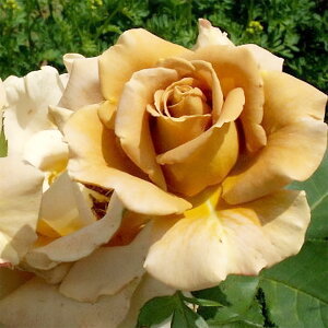 \̔ 25N11{oח\ oc 2N劔c nj[fBW AJ[Y  4 J_ ԕc oc Ԃ̕c KN c ΂ c  c o c