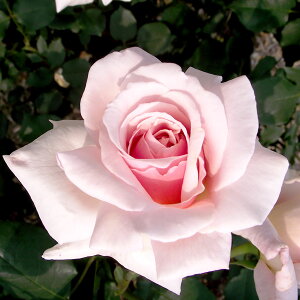 \̔ 25N11{oח\ oc 2N劔c ItFA  4 J_ ԕc oc Ԃ̕c KN c ΂ c  c o c KN̕c KNc o