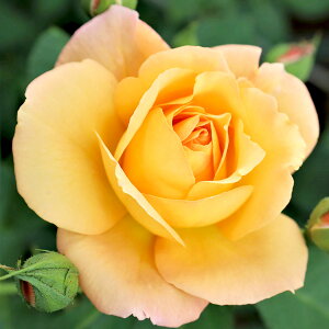 \̔ 25N11{oח\ oc 2N劔c Xj[hDAltN  4 J_ ԕc oc Ԃ̕c KN c ΂ c  c o c