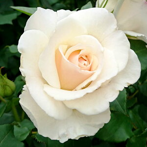 \̔ 25N11{oח\ oc 2N劔c t`[X  4 J_ ԕc oc Ԃ̕c KN c ΂ c  c o c KN̕c KNc