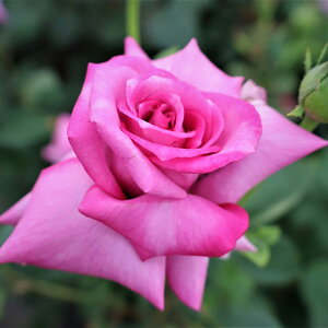 \̔ 25N11{oח\ oc p[vVC 2Nc 4 J_  lG炫 ԕc oc Ԃ̕c KN c ΂ c