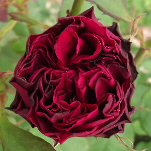 \̔ 25N11{oח\ oc 2Nc VCjO[Y bhh[ 4 J_ nCubgeB[[Y ԕc oc Ԃ̕c KN c