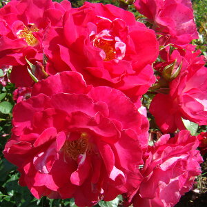 \̔ 25N11{oח\ oc 2N劔c KX J_ Y[Y  4 ԕc oc Ԃ̕c KN c ΂ c  c o c KN̕c