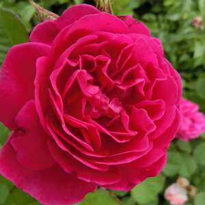 \̔ 25N11{oח\ oc J[4 2Nc 4 J_  lG炫 SҌ Y[Y ԕc oc Ԃ̕c KN c ΂ c  c