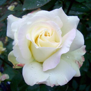 \̔ 25N11{oח\ oc 2N劔c K[fp[eB[  4 J_ ԕc oc Ԃ̕c KN c ΂ c  c o c KN̕c